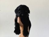 Özel renk poodle bebeğim yeni yuvasını arıyor