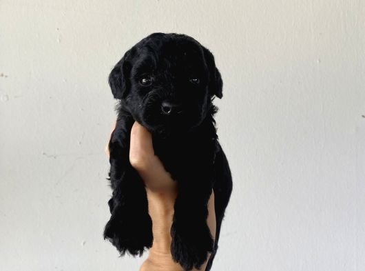 Özel Renk Poodle Bebeğim Yeni Yuvasını Arıyor