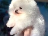 Pomeranian Boo Ultra Mini Ayı Surat Yavrularımız
