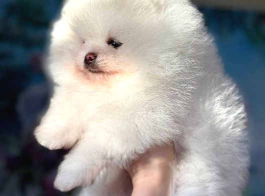 Pomeranian Boo Ultra Mini Ayı Surat Yavrularımız görsel