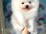Pomeranian Boo Ultra Mini Ayı Surat Yavrularımız