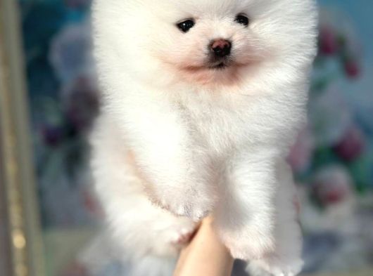 Pomeranian Boo Ultra Mini Ayı Surat Yavrularımız görsel