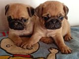 IRK VE SAĞLIK GARANTİLİ PUG YAVRULARIMIZ