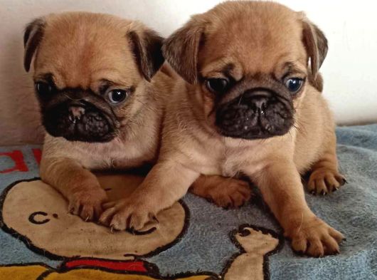 Irk Ve Sağlik Garanti̇li̇ Pug Yavrularimiz