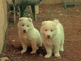 Samoyed bebekler