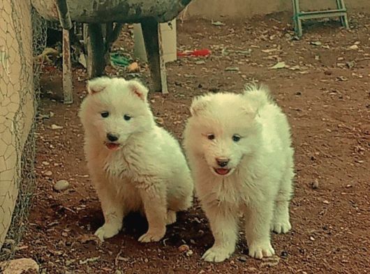 Samoyed Bebekler