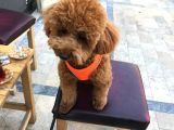 Safkan Poddle Bebekler Son Di̇şi̇