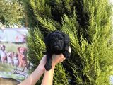 Özel Renk Poodle Bebeğim Yeni Yuvasını Arıyor
