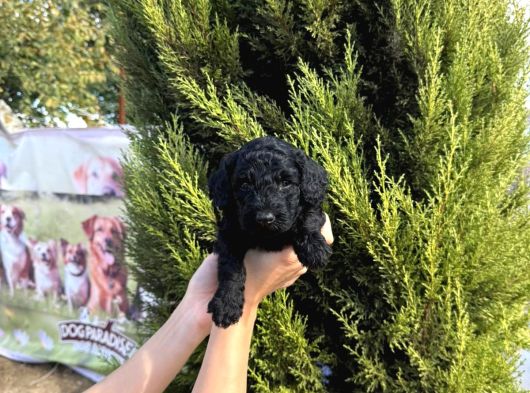 Özel Renk Poodle Bebeğim Yeni Yuvasını Arıyor görsel