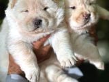 Chow chow erkek dişi yavrular ayı surat