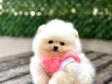 Pomeranian Boo Tedy Bear