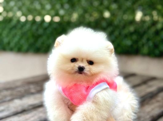Pomeranian Boo Tedy Bear görsel