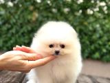 POMERANIAN BOO TEDY BEAR