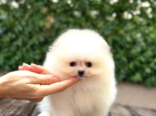Pomeranian Boo Tedy Bear