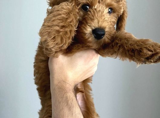3 Aylık Erkek Toy Poodle görsel