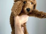 3 Aylık Erkek Toy Poodle Irk Garantili