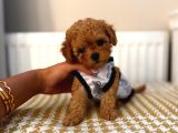 Kopyalari Çok Ori̇ji̇nali̇ Tek Poodle Yavrulari