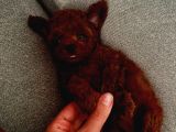 Kopyalari Çok Ori̇ji̇nali̇ Tek Poodle Yavrulari
