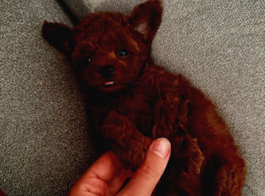 Kopyalari Çok Ori̇ji̇nali̇ Tek Poodle Yavrulari görsel