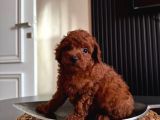 KOPYALARI ÇOK ORİJİNALİ TEK POODLE YAVRULARI