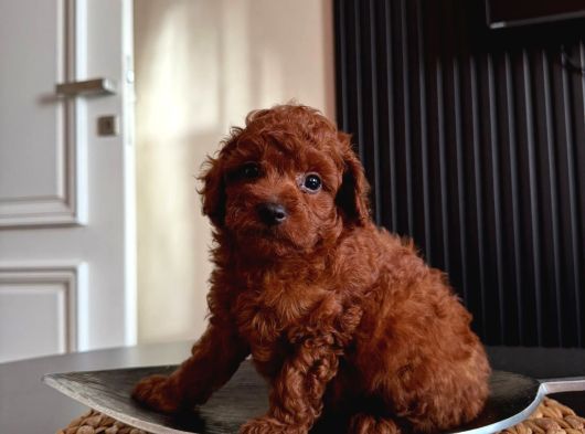 Kopyalari Çok Ori̇ji̇nali̇ Tek Poodle Yavrulari