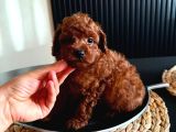 Kopyalari Çok Ori̇ji̇nali̇ Tek Poodle Yavrulari