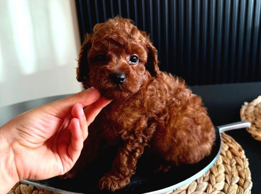 Kopyalari Çok Ori̇ji̇nali̇ Tek Poodle Yavrulari görsel