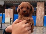 Kore toy Poodl yavrularımız ruhsatlı çiftliği mızden