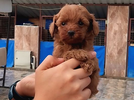 Kore Toy Poodl Yavrularımız Ruhsatlı Çiftliği Mızden