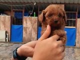 Kore Toy Poodl Yavrularımız Ruhsatlı Çiftliği Mızden