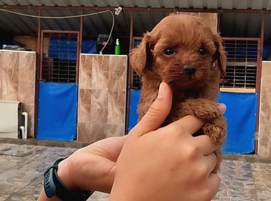 Kore Toy Poodl Yavrularımız Ruhsatlı Çiftliği Mızden görsel