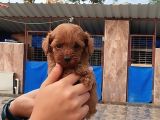 Kore Toy Poodl Yavrularımız Ruhsatlı Çiftliği Mızden