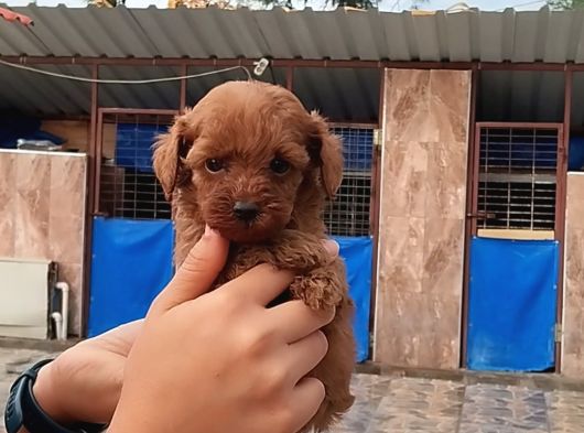 Kore Toy Poodl Yavrularımız Ruhsatlı Çiftliği Mızden görsel
