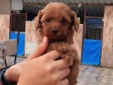 Kore Toy Poodl Yavrularımız Ruhsatlı Çiftliği Mızden
