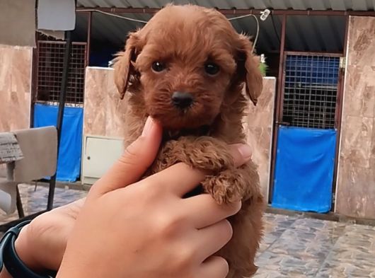 Kore Toy Poodl Yavrularımız Ruhsatlı Çiftliği Mızden görsel