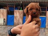 Kore Toy Poodl Yavrularımız Ruhsatlı Çiftliği Mızden