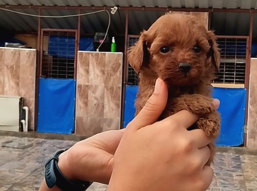 Kore Toy Poodl Yavrularımız Ruhsatlı Çiftliği Mızden görsel