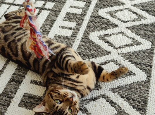 Rozet Bengal Kedisi görsel