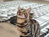 Rozet Bengal Kedisi