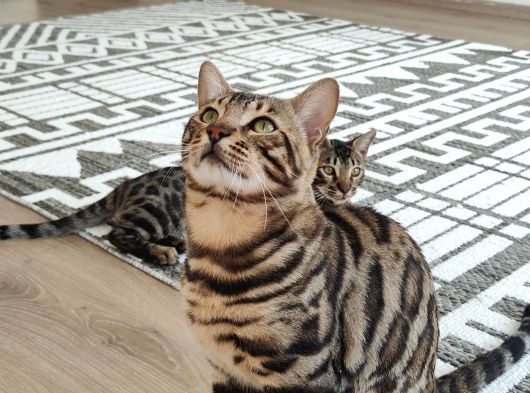 Rozet Bengal Kedisi