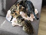 Rozet Bengal Kedisi