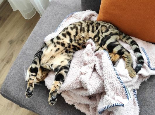 Rozet Bengal Kedisi görsel