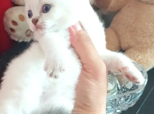 Efsane Bebeklerim görsel