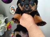 Dişi rotweiler yavruları