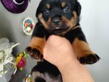 Dişi Rotweiler Yavruları