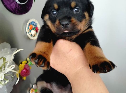 Dişi Rotweiler Yavruları görsel