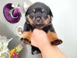 Dişi Rotweiler Yavruları