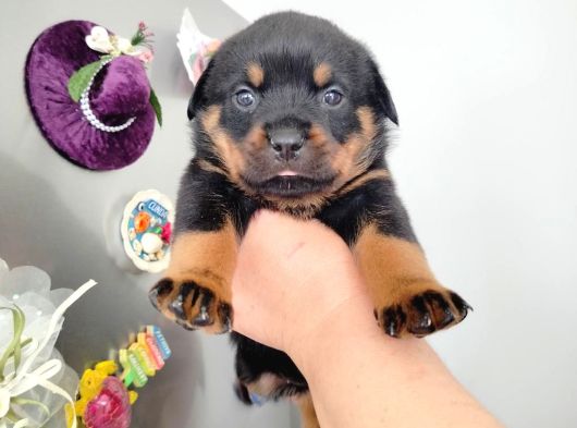 Dişi Rotweiler Yavruları görsel