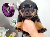 Dişi Rotweiler Yavruları