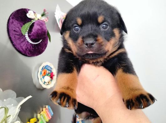 Dişi Rotweiler Yavruları görsel